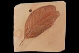 Detailed, Red Fossil Leaf (Aesculus) - Montana #97732-1